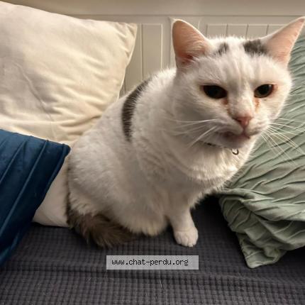 Photo de chat perdu à Bouvron