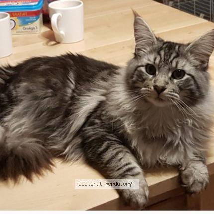 Photo 1/1 Gysmo Chat perdu à Belin beliet