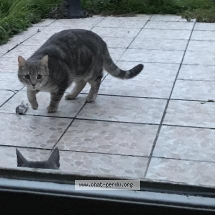 Photo 1/1 Chat retrouvé Perdu à Nogent L Abbesse