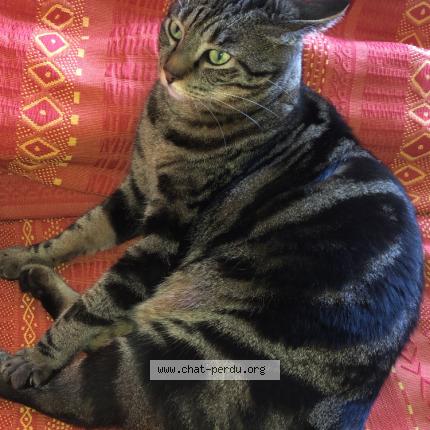 Photo 1/1 Chat retrouvé Perdu à Aubervilliers