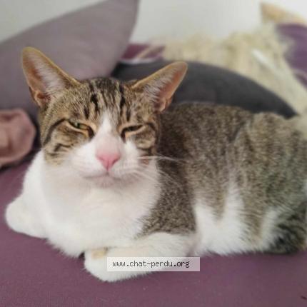 Photo de chat perdu à Marseille