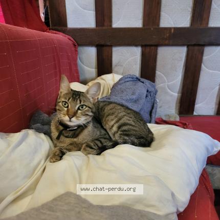 Photo de chat perdu à Ligre