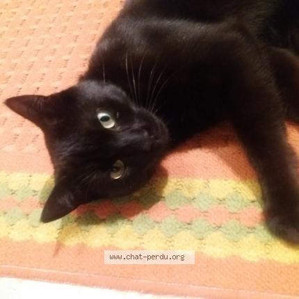 Photo 1/1 Ébène Chat perdu à Issoudun