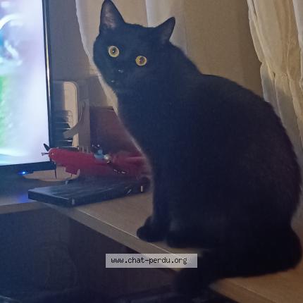 Photo de chat perdu à Tournan En Brie