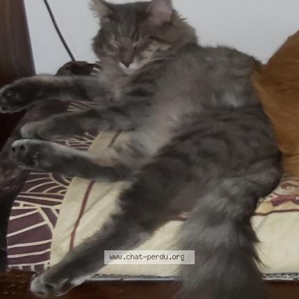 Photo 1/1 Chat retrouvé Perdu à Manosque