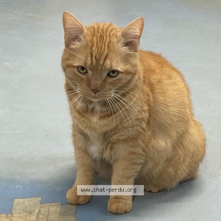 Photo 1/1 Chat retrouvé Perdu à Audun le roman