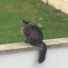 Photo de chat perdu à Reims