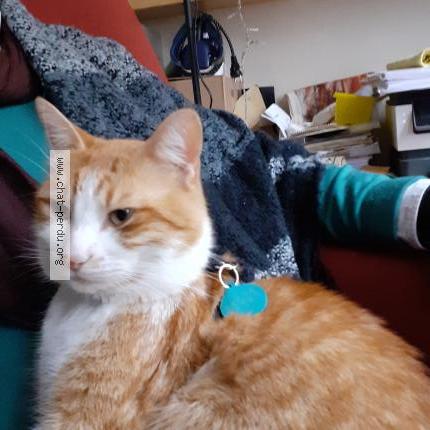 Photo 1/1 Chat retrouvé Perdu à Paris