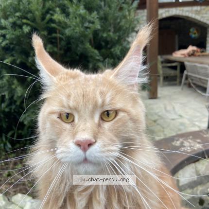 Photo 1/1 Chat retrouvé Trouvé à Sarreguemines