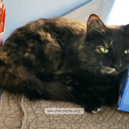 Photo 1/1 Chat retrouvé Perdu à Saint Brieuc