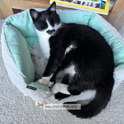 Photo 1/1 Chat retrouvé Perdu à Ambares Et Lagrave