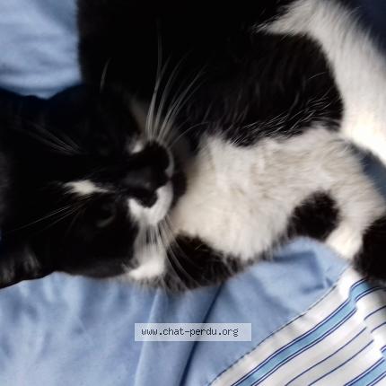 Photo 1/1 Chat retrouvé Perdu à Montreuil