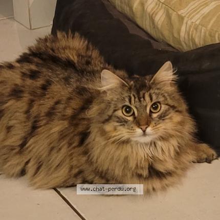 Photo 1/1 Chat retrouvé Perdu à Lussant