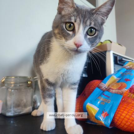Photo de chat trouvé à Pau