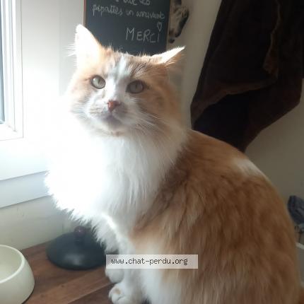 Photo de chat perdu à Tours