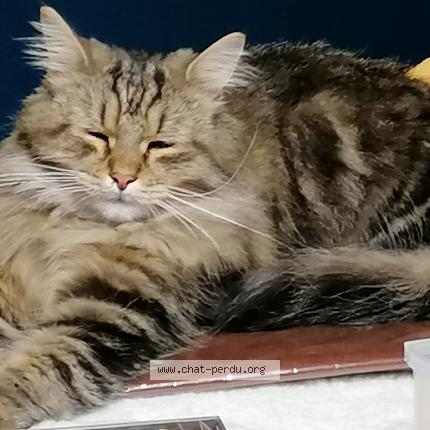 Photo de chat perdu à La Queue En Brie