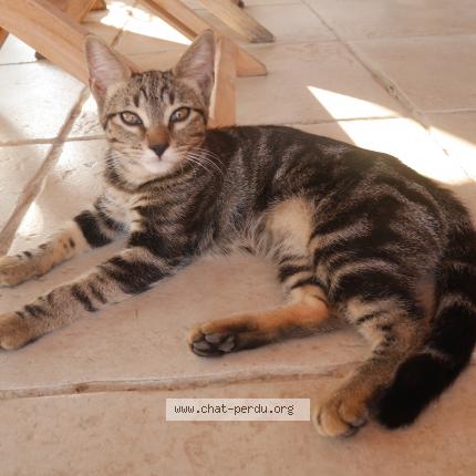 Photo 1/1 Chat retrouvé Perdu à Pierrefeu Du Var