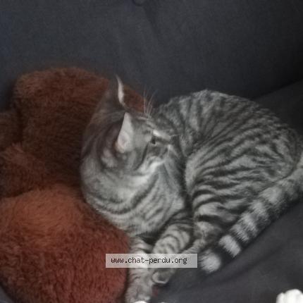 Photo de chat perdu à Montpellier