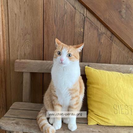 Photo 1/1 Chat retrouvé Perdu à Cholet