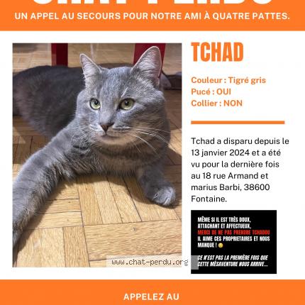 Photo 1/1 Chat retrouvé Perdu à Fontaine