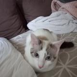 Photo de chat perdu à Plaisir