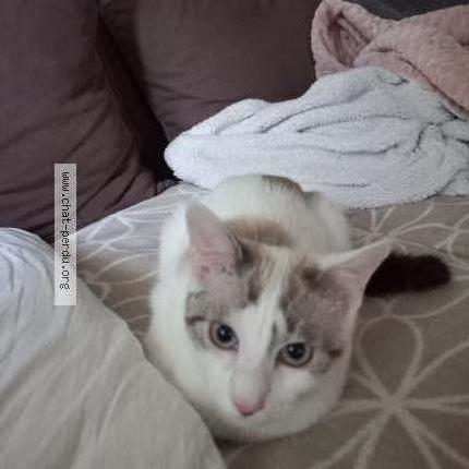 Photo 1/1 Chat retrouvé Perdu à Plaisir