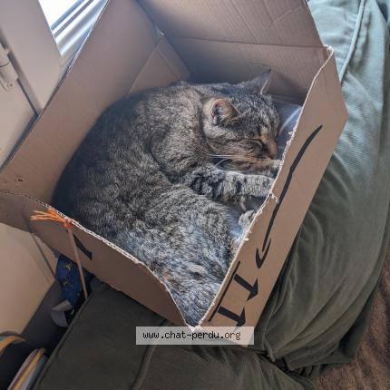 Photo de chat perdu à Muret