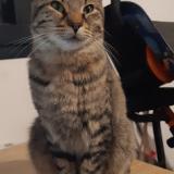 Photo de chat perdu à Montreuil