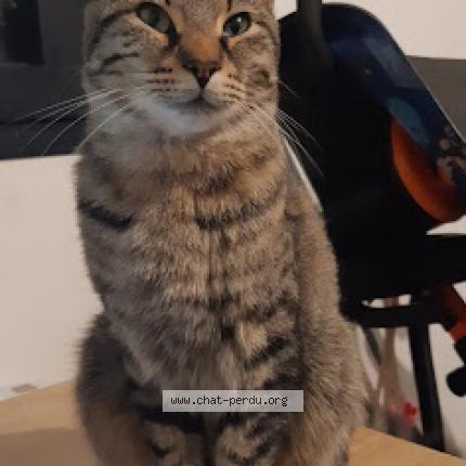 Photo 1/1 Chat retrouvé Perdu à Montreuil