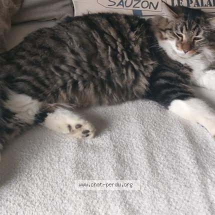 Photo de chat perdu à Montmorency