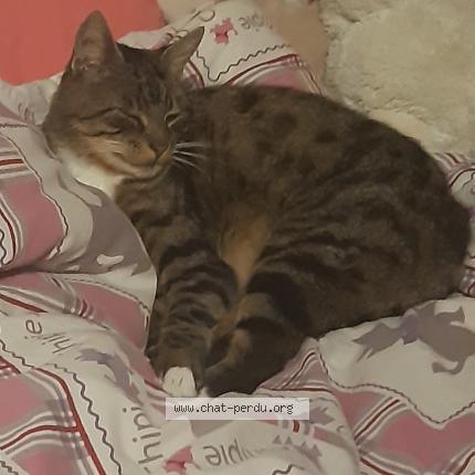 Photo 1/1 Chat retrouvé Perdu à Nantes