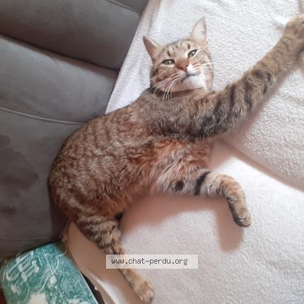 Photo 1/1 Tigrou Chat perdu à St julien en quint