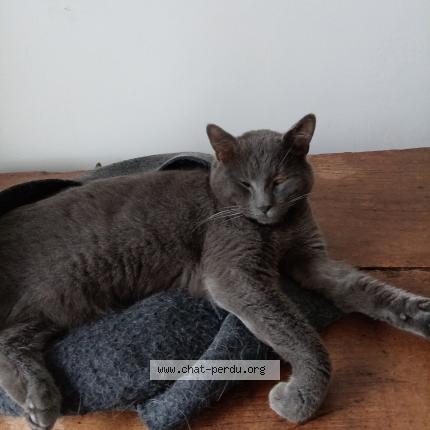 Photo 1/1 Chat retrouvé Perdu à Vennecy