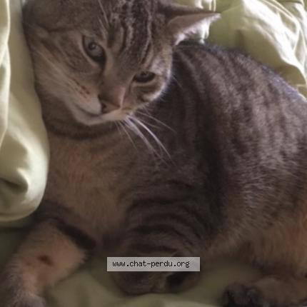 Photo de chat perdu à Longwy