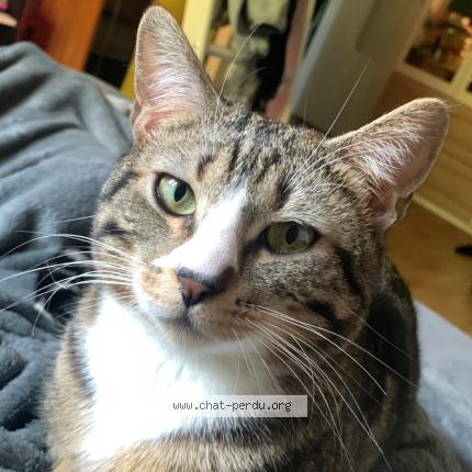 Photo 1/1 Chat retrouvé Perdu à Fontenay le fleury