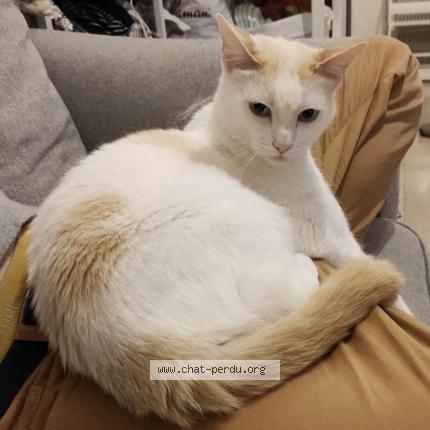 Photo de chat perdu à Amiens