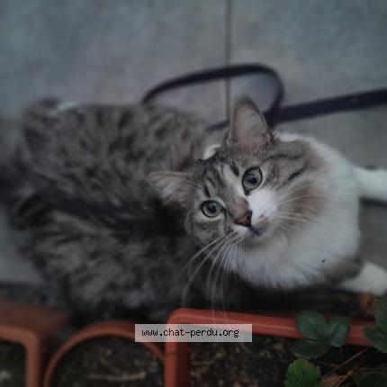 Photo de chat perdu à Vic La Gardiole