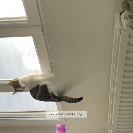 Photo 1/1 Chat retrouvé Perdu à Nanterre