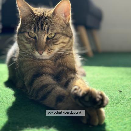 Photo de chat perdu à Marseille