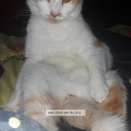 Photo de chat perdu à Plelan Le Grand