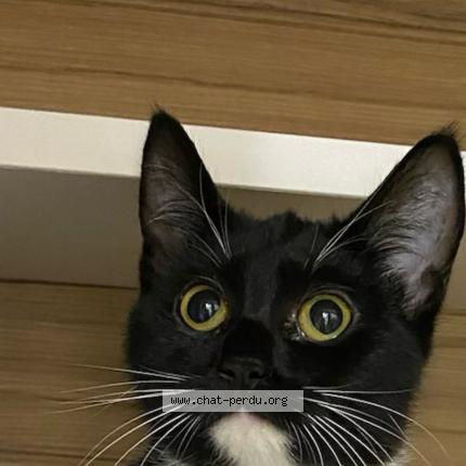 Photo de chat perdu à Avrille