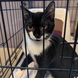 Photo de chat perdu à Magnanville