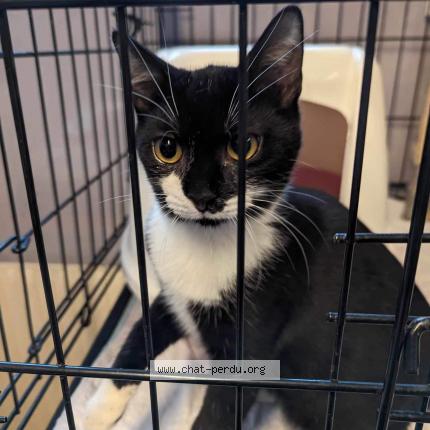 Photo 1/1 Chat retrouvé Perdu à Magnanville