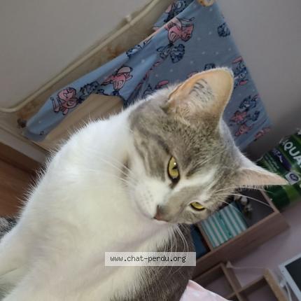 Photo 1/1 Chat retrouvé Perdu à Bourges