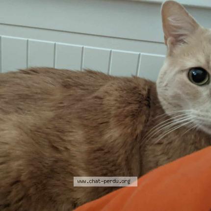 Photo 1/1 Chat retrouvé Perdu à Bordeaux