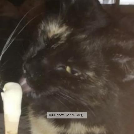 Photo de chat perdu à Montpellier