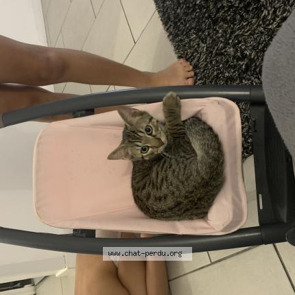 Photo de chat perdu à Toulon