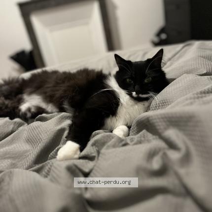 Photo de chat perdu à Cholet