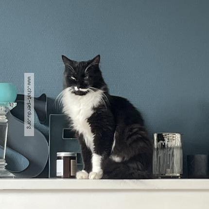 Photo 2/3 Chat retrouvé Perdu à Cholet