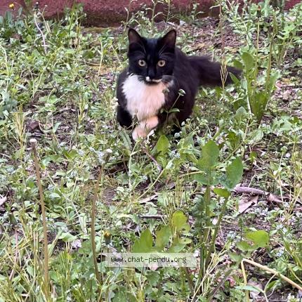 Photo 3/3 Chat retrouvé Perdu à Cholet